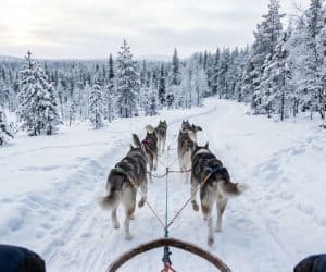 Husky- ja porosafarit
