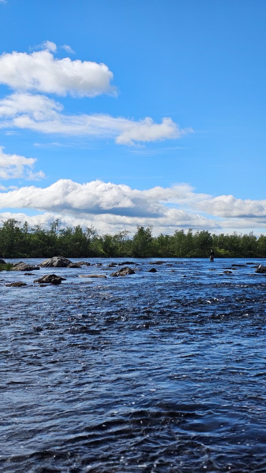 Maailmanluokan harjuksen perhokalastusta Könkämäenolla
