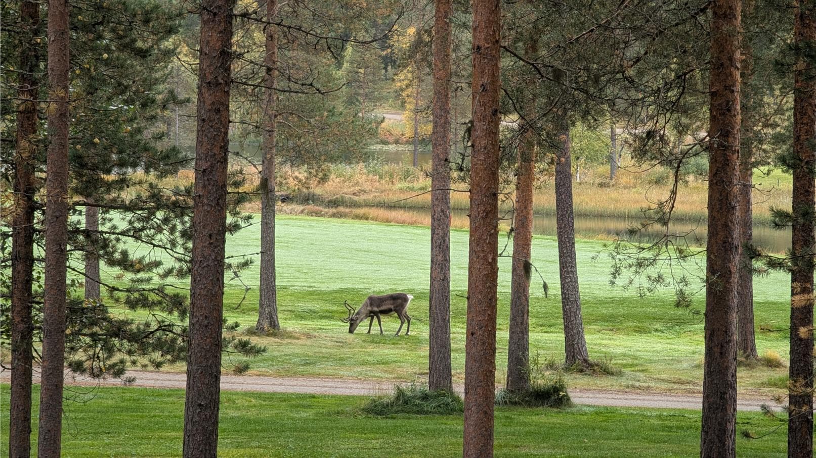 Watching golfers approach the 18th green from Hiihtogreeni terrace