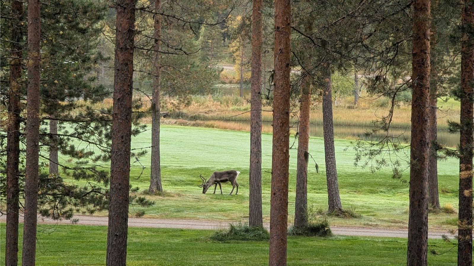 Katsele pelaajien otteita 18. viheriöllä suoraan Hiihtogreenin terassilta