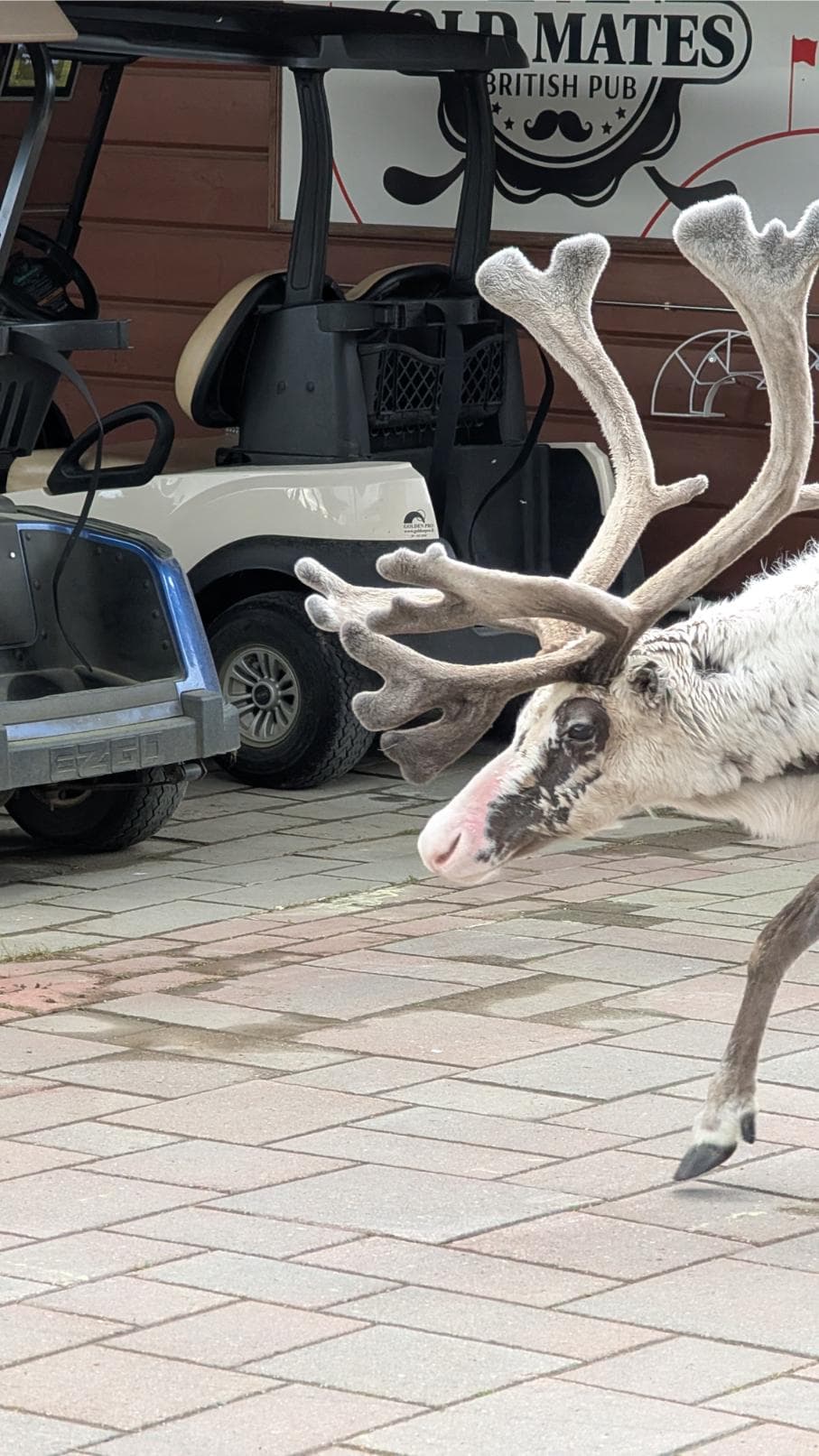 White reindeer crossing the green at Levi Golf Club
