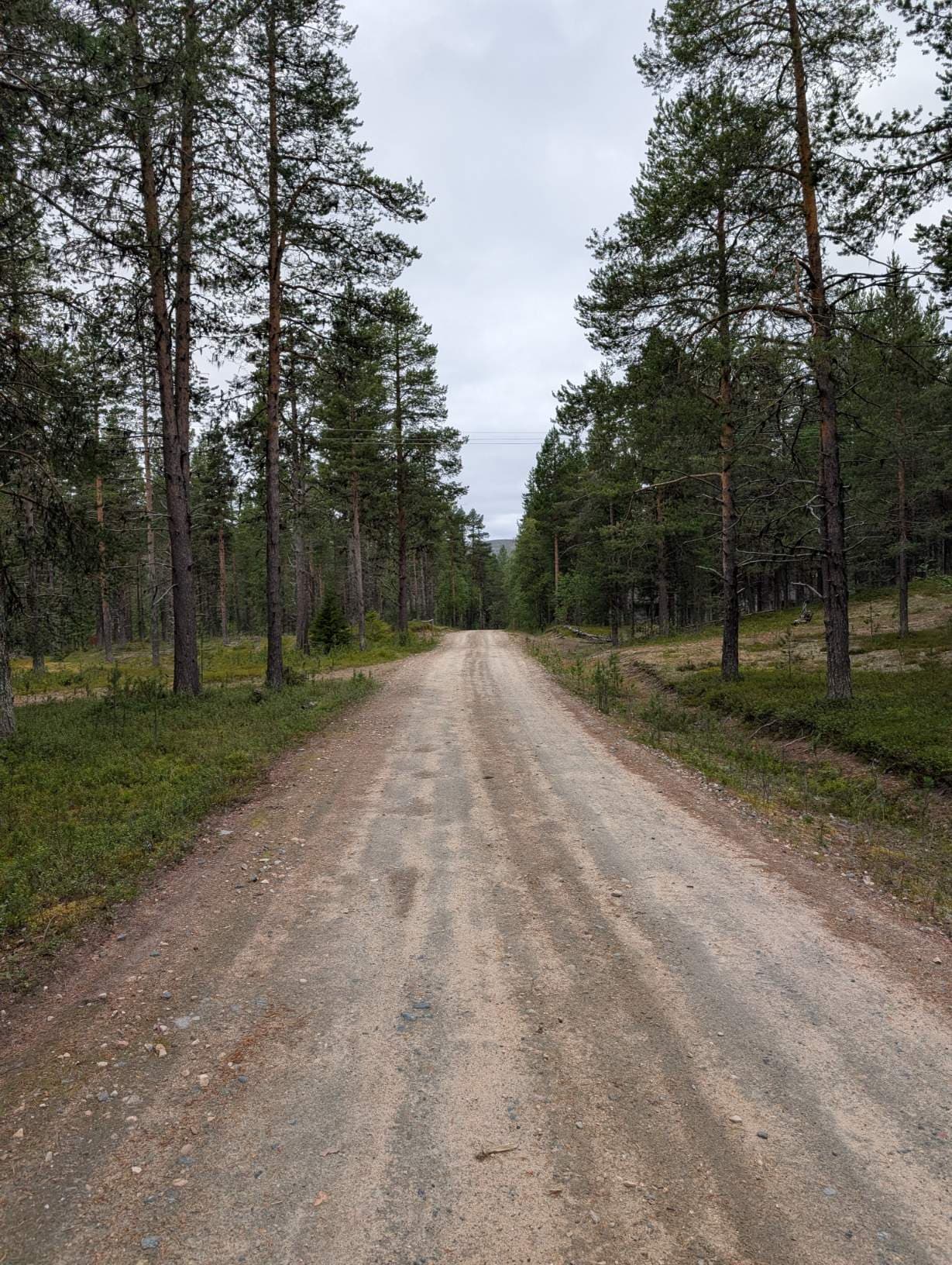 The trail begins on an easy sandy track through a pine forest