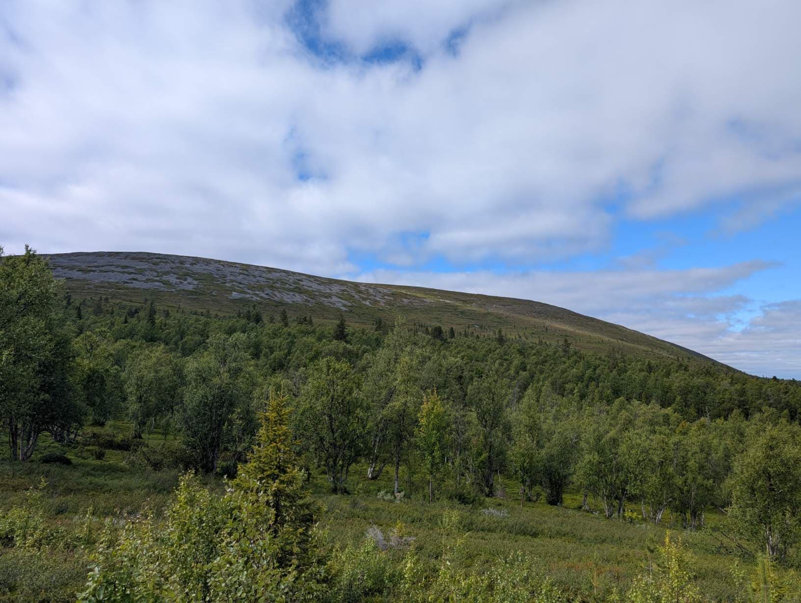 Mountain birch woodland and open fell scenery