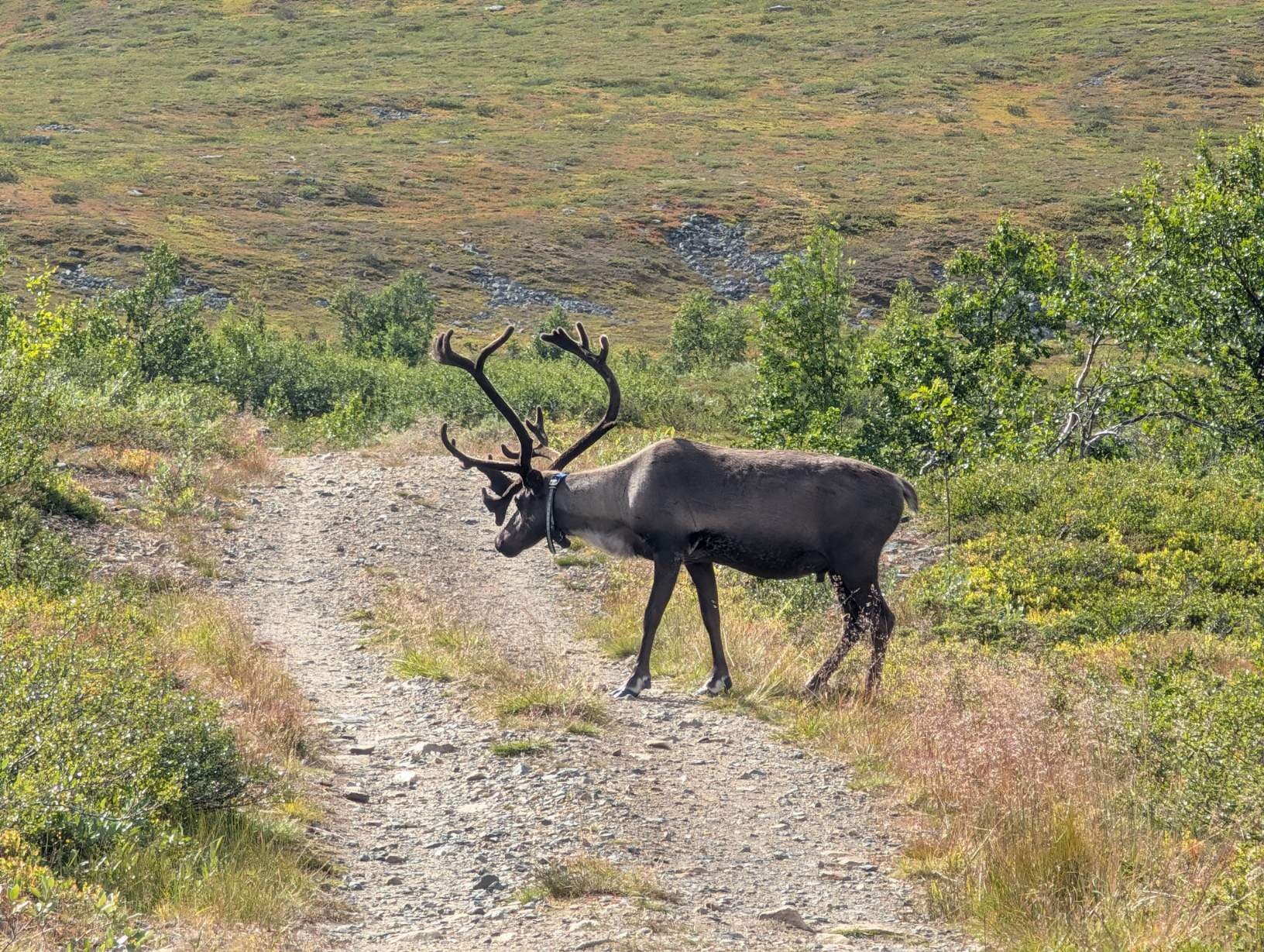 A reindeer ambles calmly along the hiking trail