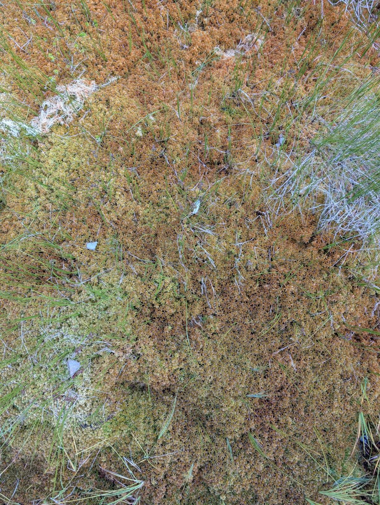 Rust-coloured moss and marsh vegetation close up
