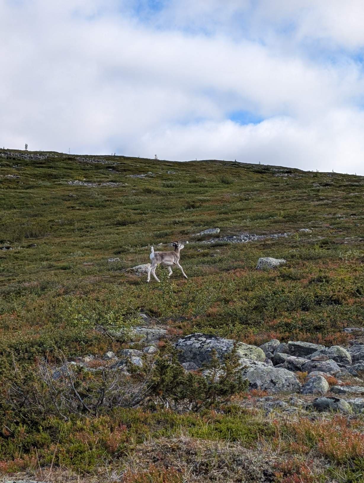 A young reindeer runs off along the trail
