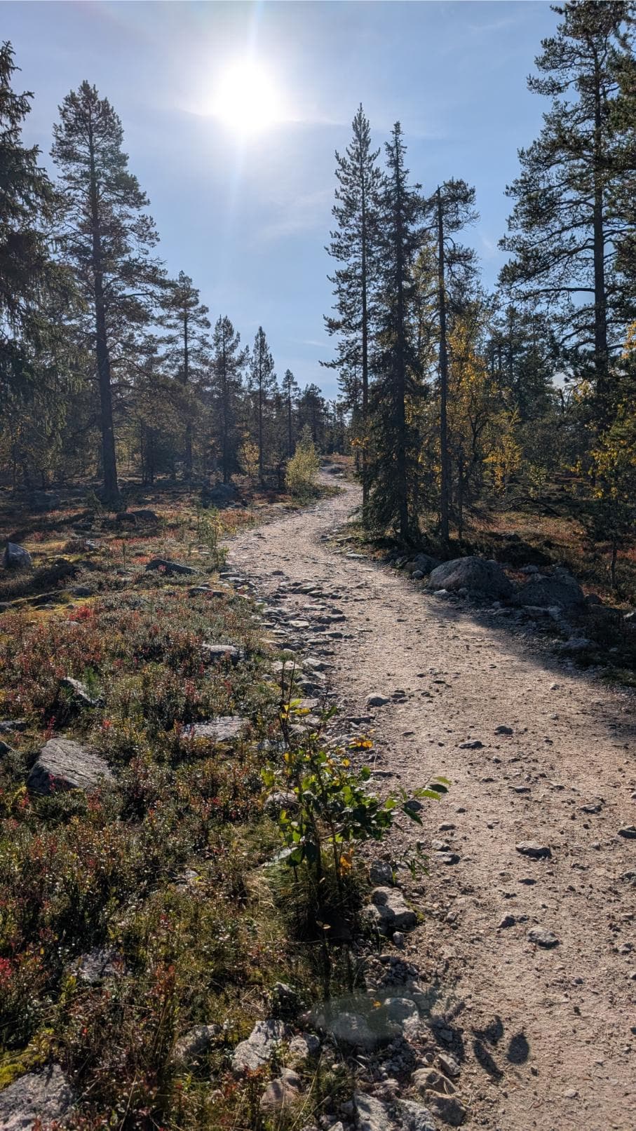Puiset opasteviitat reitin loppuosassa