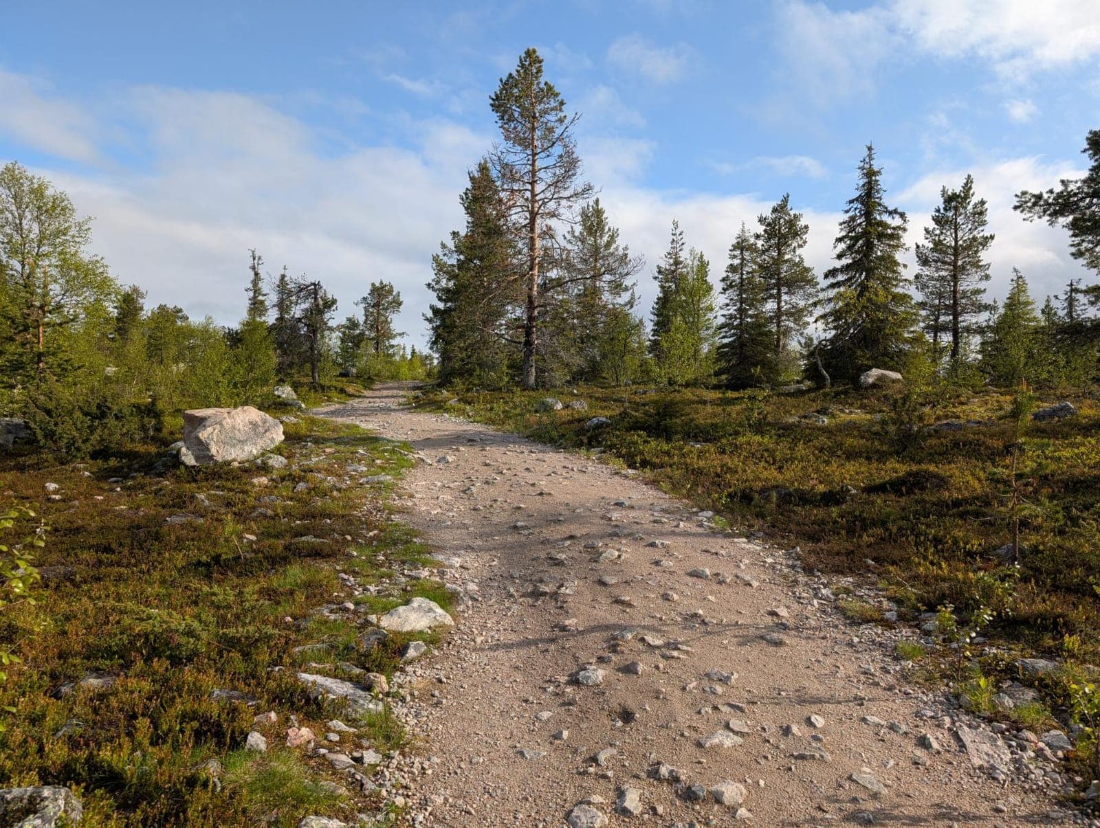 Sora-alustainen tasainen reitti metsässä