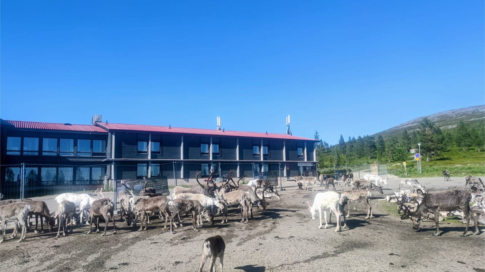 Rentiere vor dem Hotel Pallas